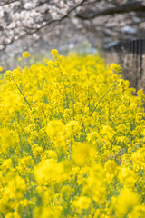 Fototapeta premium 春の陽光に包まれる、満開の菜の花と桜の穏やかな景色