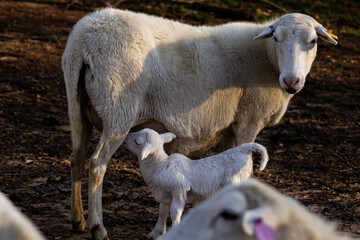 sheep and lamb nursing © SFarms