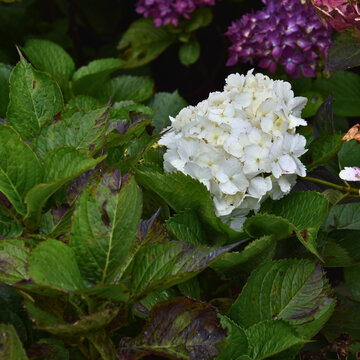 planta de hortencia con flores de colores
