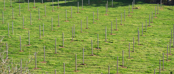 Fototapeta premium Rows of White Posts in Green Agricultural Field