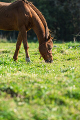 Obraz premium Chestnut Horse Grazing in Sunlit Green Meadow