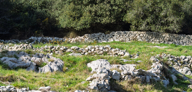 Rocky Meadow with Dry Stone Walls and Forest Edge