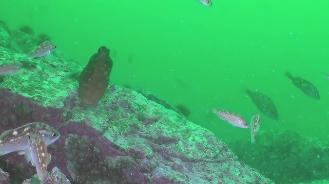 A vibrant red tunicate clings to ancient rocks in the Sea of Japan's emerald depths. Numerous fish elegantly swim by, creating a peaceful ballet in this mysterious marine sanctuary.