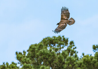 Fototapeta premium Juvenile Bald Eagle soaring over West Point Dam over a river in Alabama.