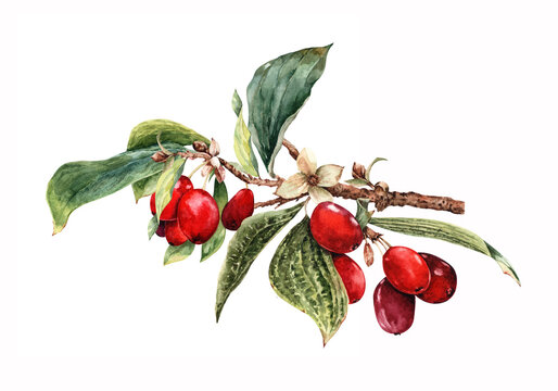 Branch of ripe dogwood. Red berries on a branch with green leaves. Autumn harvest of cornel cherries. Hand-drawn watercolor illustration on a white background.