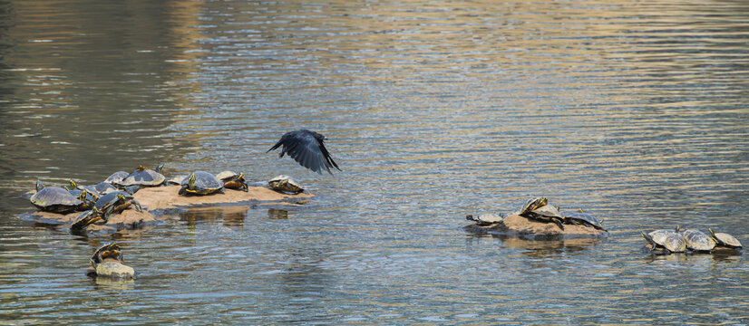 Raven flying across the river with mud turtles in the background at West Point Dam in Alabama.
