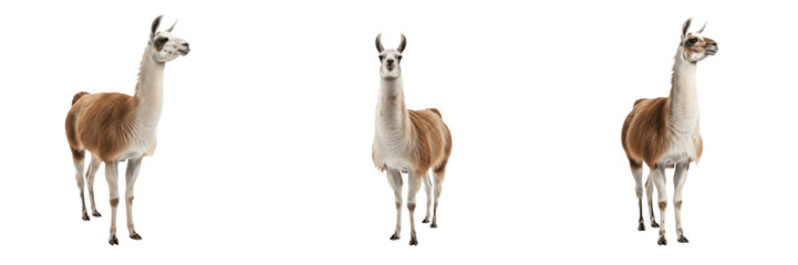 Alpaca Vicugna pacos in Andes mountain landscape wildlife photography herbivore wild animal portrait camelid species nature wilderness photography South American wildlife wool © NigCocu