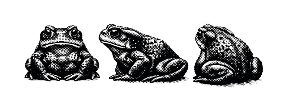 Common toad sitting posture A realistic common toad in a seated resting pose represented as one object displayed in three views: front seated view, side seated