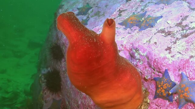 A magnificent scarlet creature, perhaps a tunicate, gently sways on the seabed.