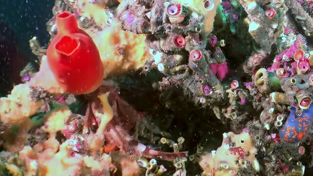 Witness serene beauty beneath waves in Sea of Japan. Prominent red sea squirt gracefully sways amidst intricate mosaic of colorful sponges and diverse marine life, revealing nature's artistry.
