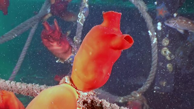 A brilliant crimson ascidian clings gracefully to a textured rope, revealing the vibrant underwater tapestry of the Sea of Japan.