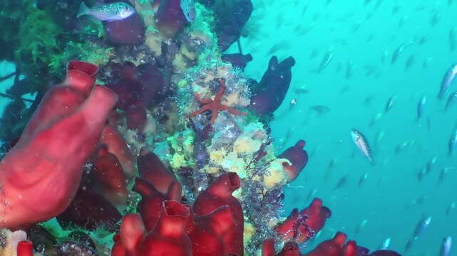 Observe a brilliant spectacle of fiery red marine life, including delicate sea stars and schools of small fish, nestled in the serene depths of the Sea of Japan. A living, breathing tableau unfolds.