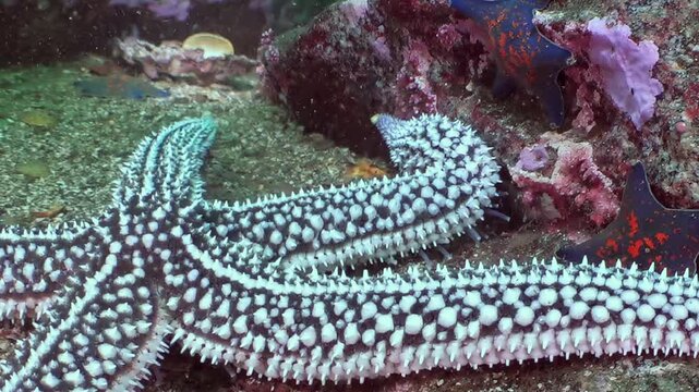 Observe a spiky sea star gracefully exploring the vibrant seabed of the Sea of Japan. This creature's patterned arms navigate among rich corals and ancient rocks, revealing the ocean's hidden wonders.