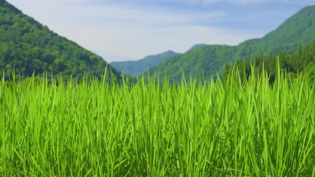 250719秋山郷結東の石垣田