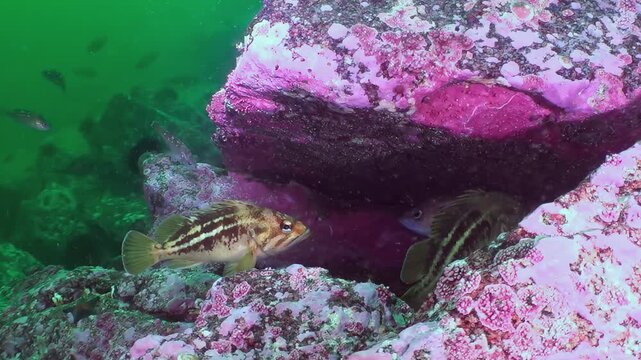 Witness the captivating underwater world of the Sea of Japan. Diverse rockfish species gracefully swim and explore amidst brilliantly colored pink and purple rocks.