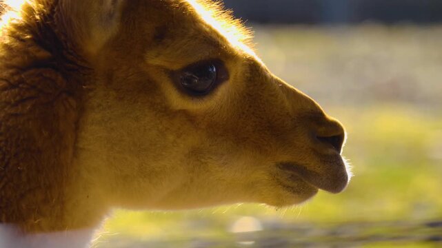 Close up of a baby vicuna head standing around iand watching on a sunny day
