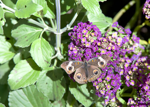 Above top view of one male Buckeye Butterfly on small purple flowers.