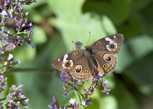 Above top view of one male Buckeye Butterfly on small purple flowers.