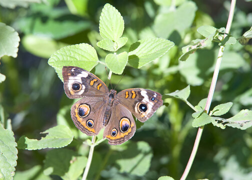 Above top view of one male Buckeye Butterfly on green leafy plant.