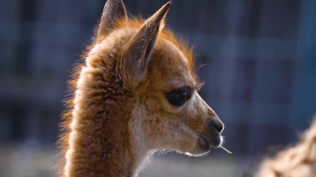 Close up of a baby vicuna head standing around iand watching on a sunny day
