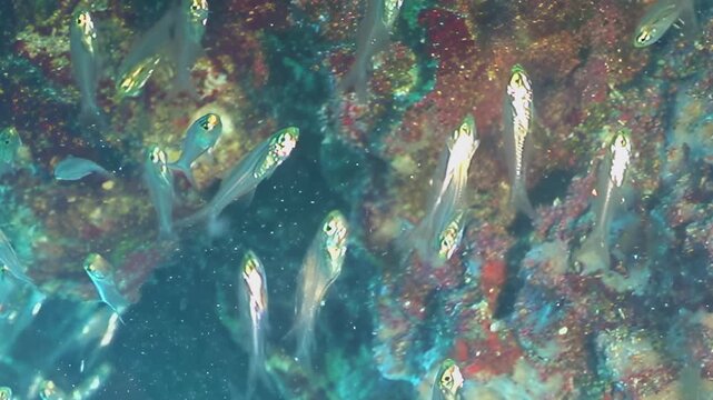 Thousands of small, translucent fish shimmer and swirl together, forming a dazzling living current near the vibrant, colorful coral reef.