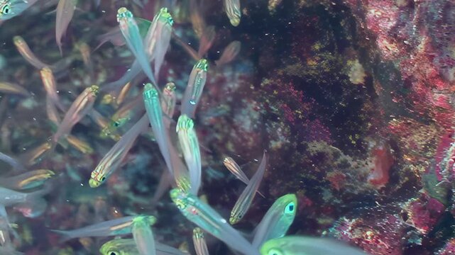 A dazzling multitude of translucent glass fish gracefully swirl and undulate together.