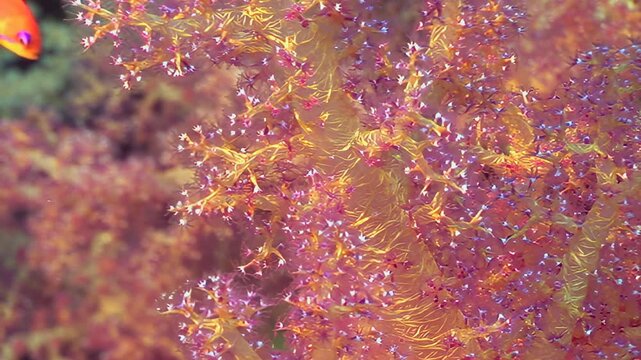A mesmerizing display of vibrant orange and pink soft coral reveals its intricate polyps gently swaying underwater.