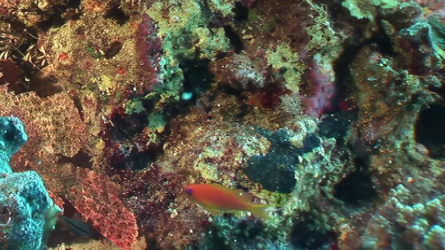 A dazzling display of orange fish gracefully navigates the intricate coral reef. Unseen by the swimming beauties, a masterful predator lies perfectly still, blending into its rocky fortress.