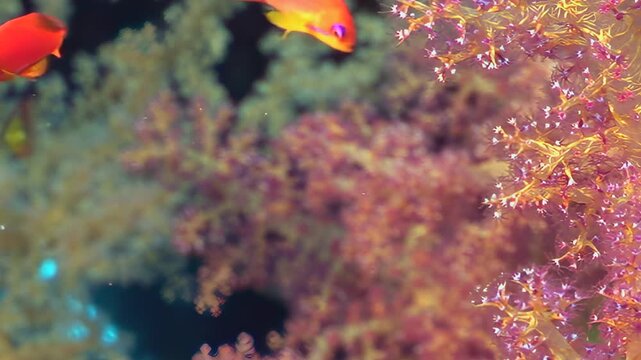 Glimmering orange anthias fish flit and dart amidst the swirling branches of delicate pink and gold soft corals. An ethereal marine world thrives with vibrant life, bathed in gentle ocean light.