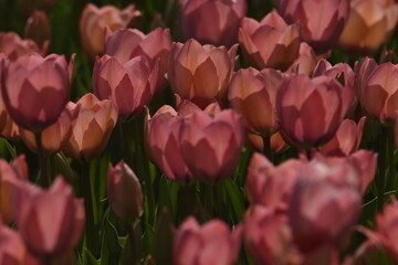 Obraz premium Aerial view of tulip fields on hillside in Csakvar TulipGarden