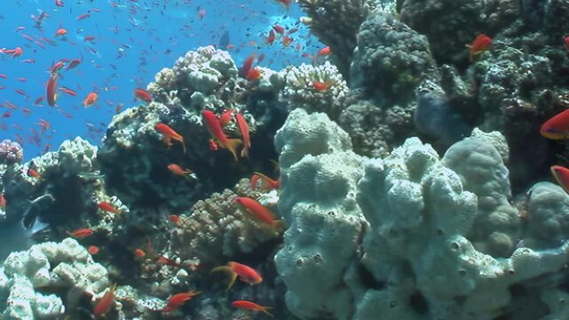 Hundreds of fiery orange anthias playfully navigate breathtaking Red Sea coral reef. Sunlight filters through azure water, illuminating their synchronized ballet within this thriving marine paradise.