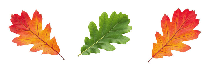 Fototapeta premium Oak Leaf Isolated on White Background - Quercus Robur - Robust Forest Foliage, Feuille de chêne, Hoja de Roble, Botanical Graphic for Woodsy Design, High Quality Nature Cutout Element.