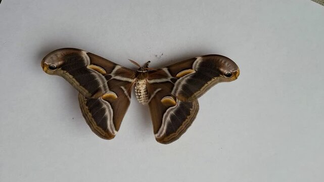 A newly hatched Indian silkworm moth emerges from its cocoon on a flat surface. The moth stretches its wings and prepares to take its first flight after hatching.