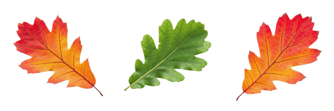 Oak Leaf Isolated on White Background - Quercus Robur - Robust Forest Foliage, Feuille de ch&ecirc;ne, Hoja de Roble, Botanical Graphic for Woodsy Design, High Quality Nature Cutout Element.
