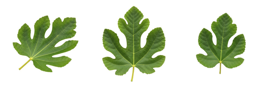 Fig Leaf Isolated on White Background - Ficus Carica - Mediterranean Foliage, Feuille de figuier, Hoja de higuera, Botanical Graphic for Classic Design, High Quality Nature Cutout.