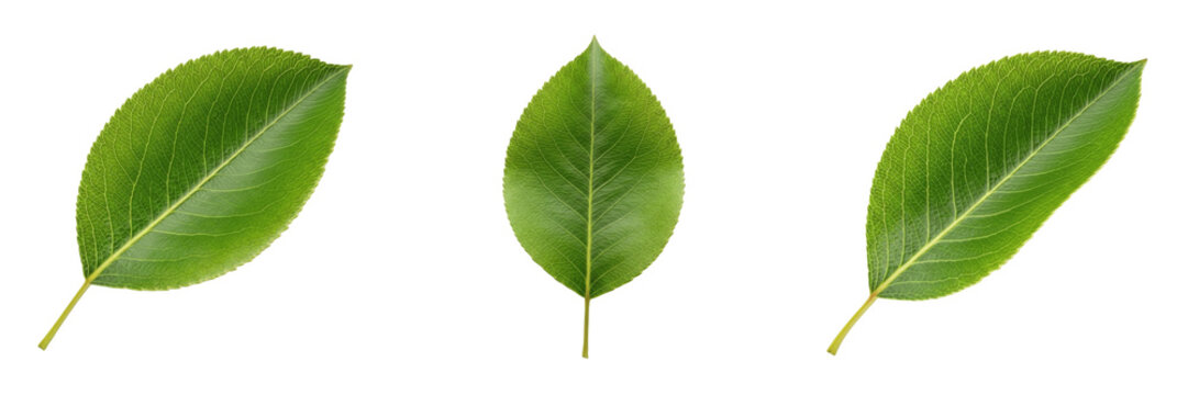 Pear Leaf Isolated on White Background - Pyrus - Orchard Foliage, Poirier, Peral, Botanical Graphic for Fruit Design, High Quality Nature Cutout Element.