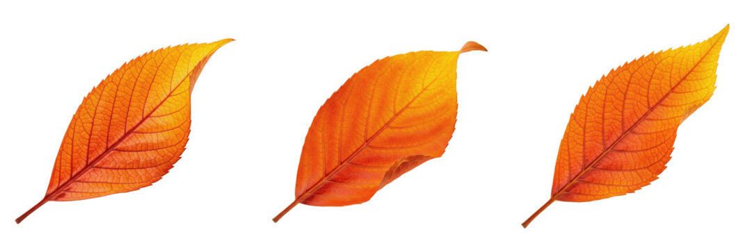 Orange Leaf Isolated on White Background - Citrus Sinensis - Citrus Foliage, Oranger, Naranjo, Botanical Graphic for Juice Design, High Quality Nature Cutout Element.