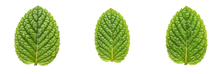 Obraz premium Peppermint Leaf Isolated on White Background - Mentha Piperita - Cooling Herb Foliage, Menthe poivrée, Menta piperita, Botanical Graphic for Tea Design, High Quality Cutout.