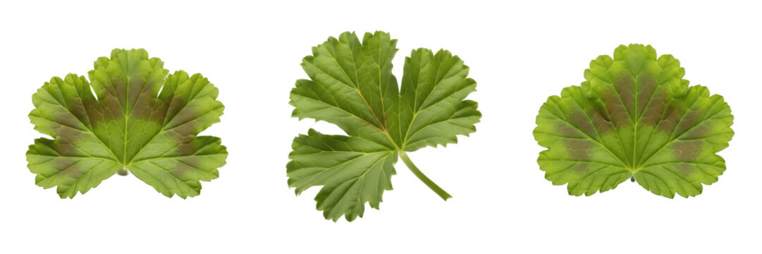 Geranium Leaf Isolated on White Background - Pelargonium - Pelargonium Foliage, G&eacute;ranium, Geranio, Botanical Graphic for Balcony Design, High Quality Nature Cutout Element.