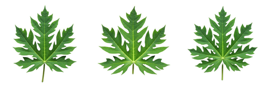 Papaya Leaf Isolated on White Background - Carica Papaya - Tropical Pawpaw Foliage, Papayer, Papayo, Botanical Graphic for Health Design, High Quality Nature Cutout.