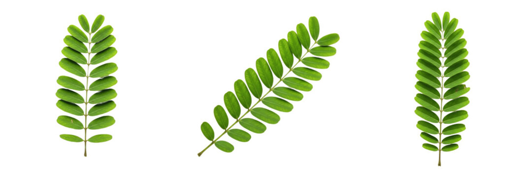 Tamarind Leaf Isolated on White Background - Tamarindus Indica - Pinnate Foliage, Tamarin, Tamarindo, Botanical Graphic for Spice Design, High Quality Nature Cutout Element.