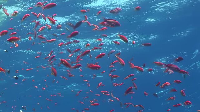 Schools of brilliant scarlet anthias gracefully swim through crystalline blue waters, illuminating a vibrant Red Sea coral reef.