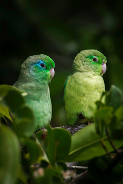 loro silvestre verde, cotorra