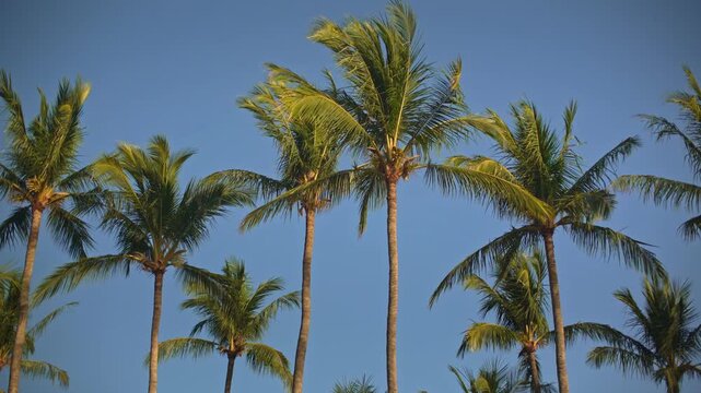 footage of Palm trees gently swaying in off-shore wind at a tropical beach. 