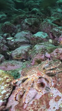 Observe a majestic Giant King Crab as it ambles across a rocky seabed near Dutch Harbor, Alaska. The crustacean searches for sustenance amid the stones.