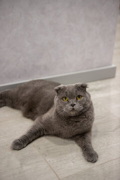 Grey Scottish Fold Cat Resting and Looking at Camera in Modern Interior