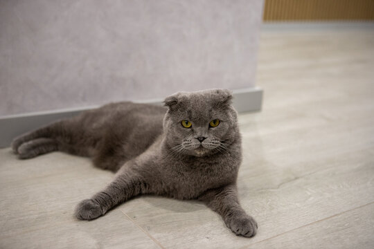 Grey Scottish Fold Cat Resting and Looking at Camera in Modern Interior