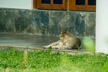 A cute and relaxed domestic tabby cat resting comfortably on a veranda step looking at the garden. © Roshan
