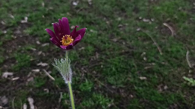 Spring with birdsong: Purple Pasqueflower Papageno with original audio from a garden.