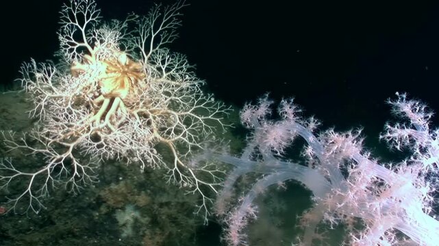Witness the mesmerizing Gorgon's Head, Ophiura Ophiuroidea, resting on the seabed. Its branched arms reach out into the dark depths of the Atlantic Ocean, creating a stunning spectacle of marine life.